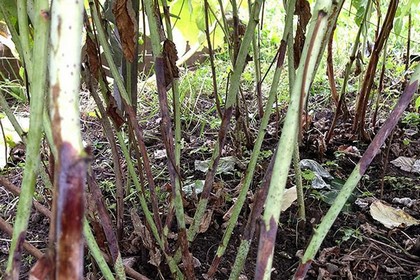 Болезни ежевики и их лечение: почему сохнет и желтеют листья, что делать, вредители садовой ежевики (фото) | qlumba.com